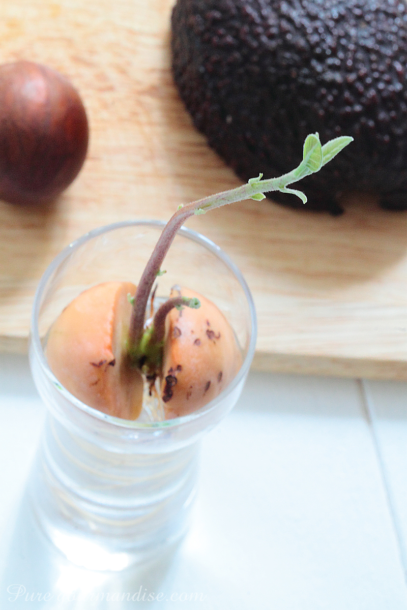 Soupe froide d'avocat - Pure Gourmandise